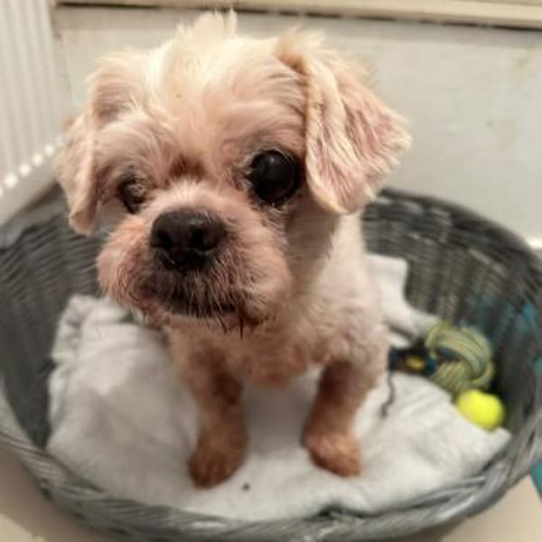 Senior Teo ❤ sucht seinen Gnadenplatz