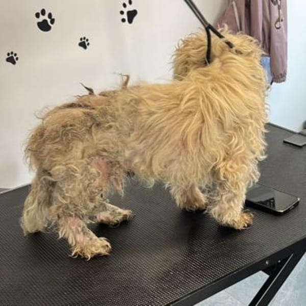 Senior Teo ❤ sucht seinen Gnadenplatz