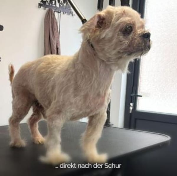 Senior Teo ❤ sucht seinen Gnadenplatz