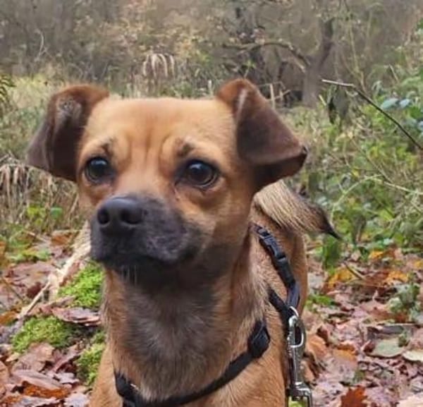 Isolde, Winzling sucht Körbchen