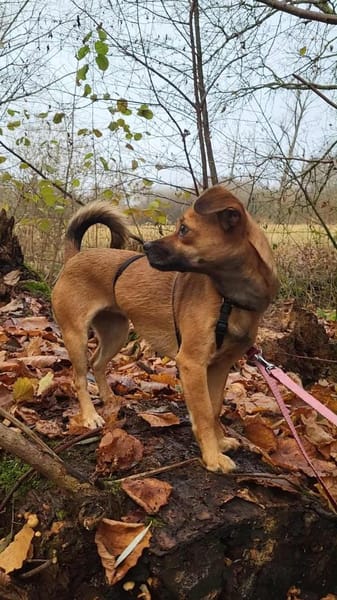 Isolde, Winzling sucht Körbchen