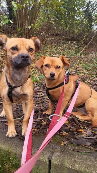 Isolde, Winzling sucht Körbchen