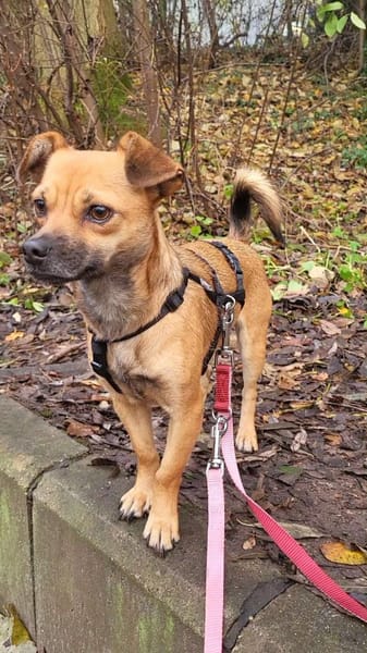 Isolde, Winzling sucht Körbchen