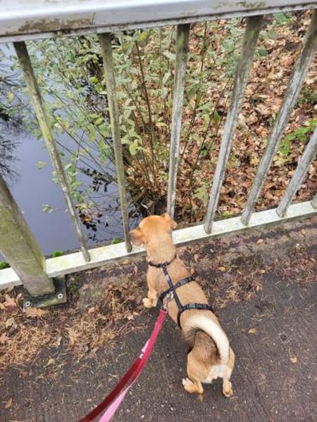 Isolde, Winzling sucht Körbchen