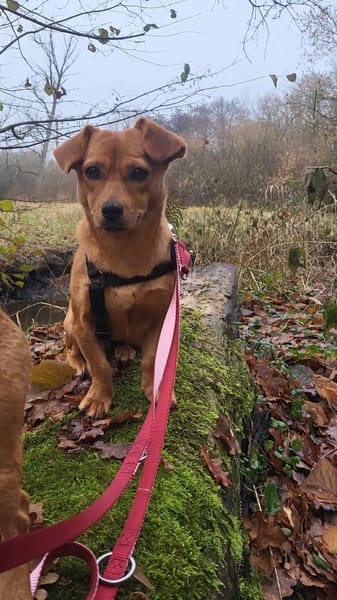 Helia, klein, zart sucht Körbchen