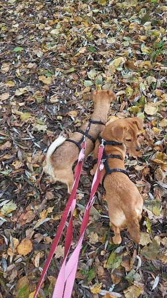 Helia, klein, zart sucht Körbchen