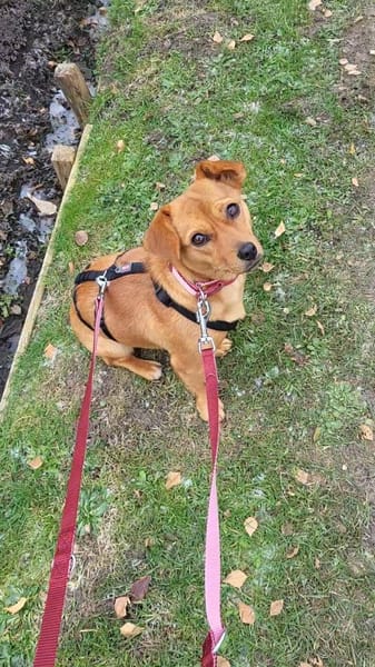 Helia, klein, zart sucht Körbchen