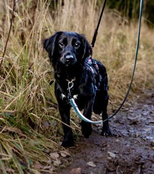 Soziales Hundemädchen ERIKA sucht ♥