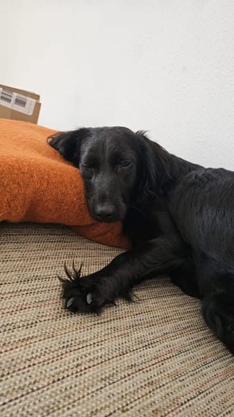 Soziales Hundemädchen ERIKA sucht ♥