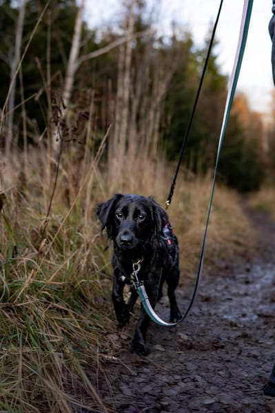 Soziales Hundemädchen ERIKA sucht ♥