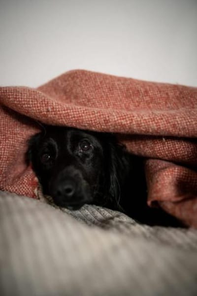 Soziales Hundemädchen ERIKA sucht ♥