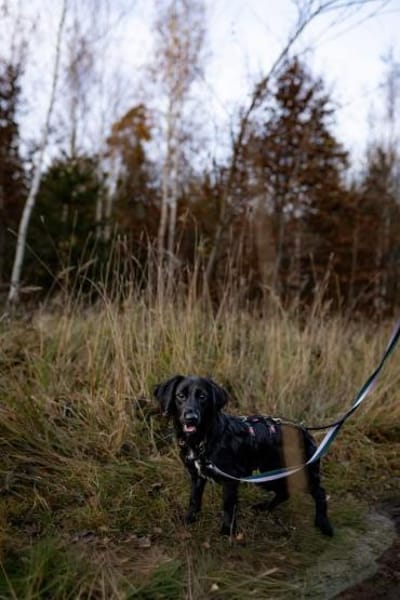 Soziales Hundemädchen ERIKA sucht ♥