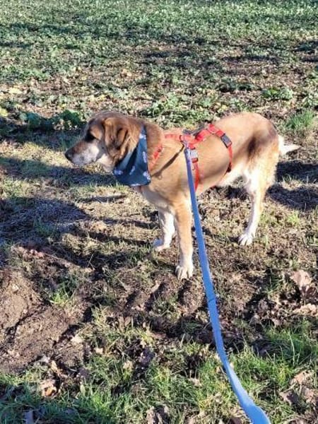 BARONEASA * ruhige, schüchterne Lady