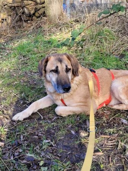 BARONEASA * ruhige, schüchterne Lady