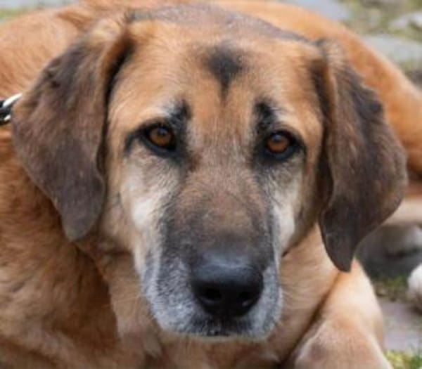 BARONEASA * ruhige, schüchterne Lady