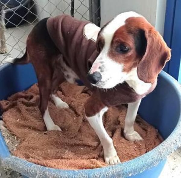 PETER PAN - lieber, sozialer Rüde......