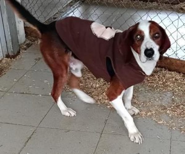 PETER PAN - lieber, sozialer Rüde......