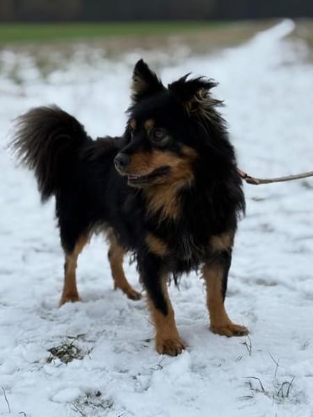 Kuno - mit Charme, Herz und Charakter ❤