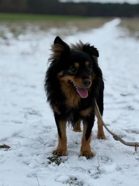 Kuno - mit Charme, Herz und Charakter ❤