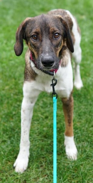 Diona, geb. ca. 05/2024, 48291 Telgte