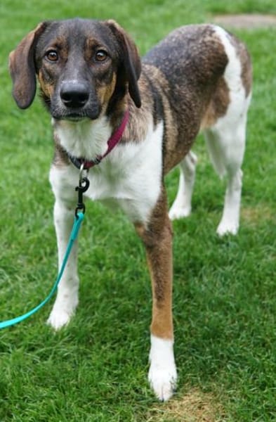 Diona, geb. ca. 05/2024, 48291 Telgte