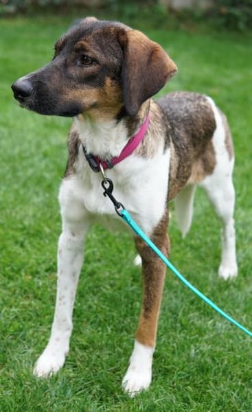 Diona, geb. ca. 05/2024, 48291 Telgte