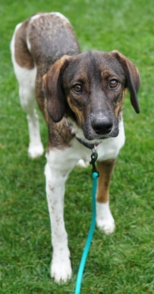 Diona, geb. ca. 05/2024, 48291 Telgte