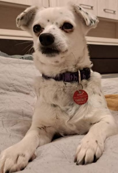 SIMEYA - Goldschatz auf 4 Pfoten 🐾