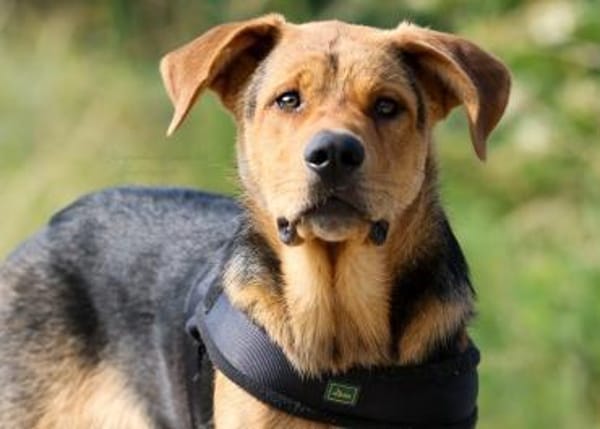 ARCO ❤ Pflegestelle & Zuhause gesucht!