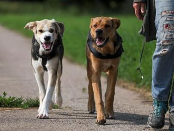 ARCO ❤ Pflegestelle & Zuhause gesucht!