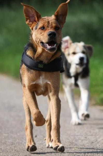 ARCO ❤ Pflegestelle & Zuhause gesucht!