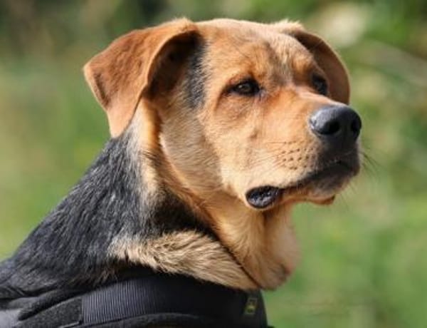 ARCO ❤ Pflegestelle & Zuhause gesucht!