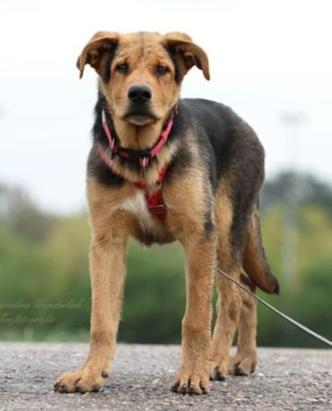 ARCO ❤ Pflegestelle & Zuhause gesucht!