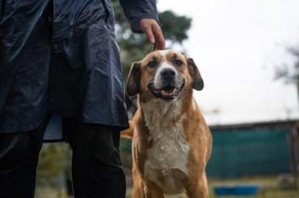 Kimbo: Sensibler Hund mit Potenzial