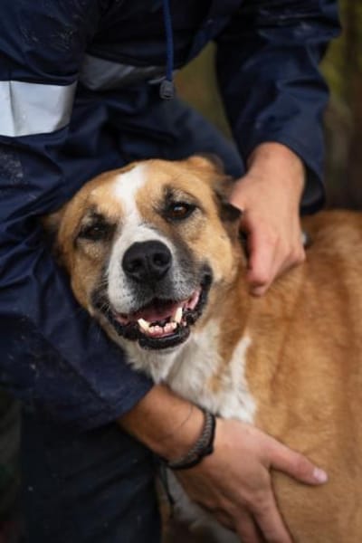 Kimbo: Sensibler Hund mit Potenzial