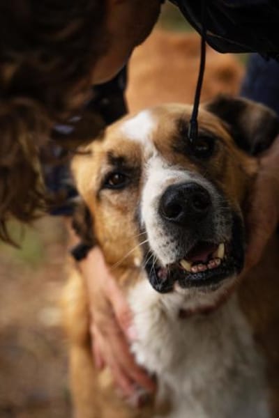 Kimbo: Sensibler Hund mit Potenzial