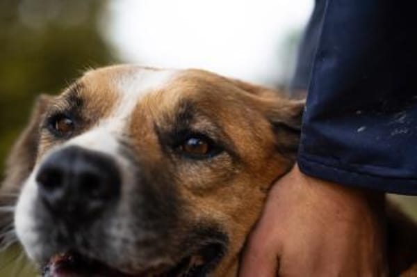 Kimbo: Sensibler Hund mit Potenzial