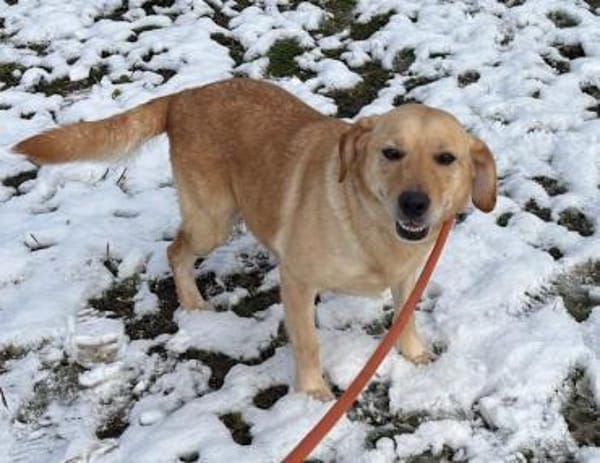 Lustiges Labbimixmädchen Bärbel