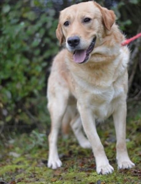Freundlicher Labrador Basti sucht....