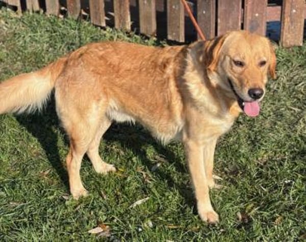 Freundlicher Labrador Basti sucht....