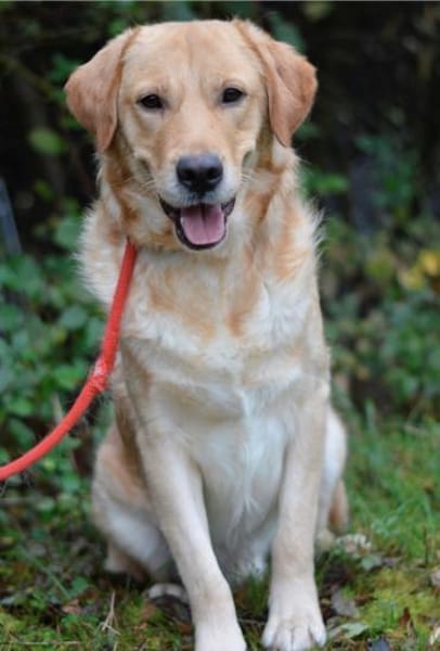 Freundlicher Labrador Basti sucht....