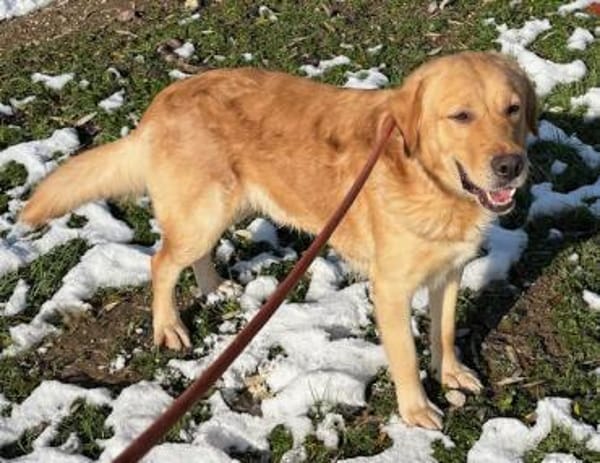 Freundlicher Labrador Basti sucht....