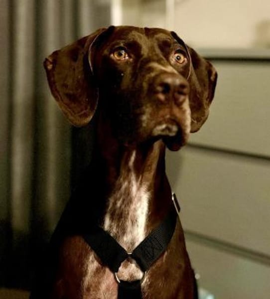 Asia, lernfreudig, freundlich, offen