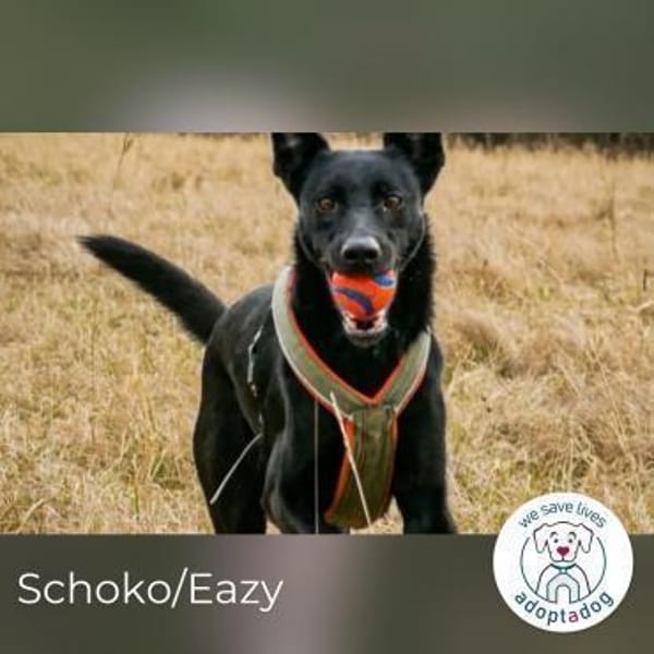 Schoko: zuckersüßer Schlankmacher (in D)