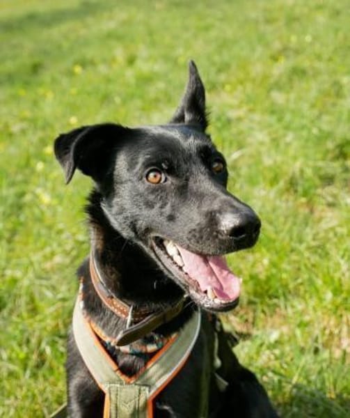 Schoko: zuckersüßer Schlankmacher (in D)