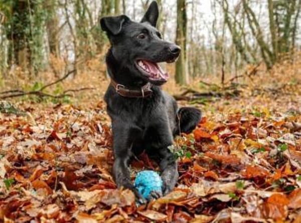 Schoko: zuckersüßer Schlankmacher (in D)