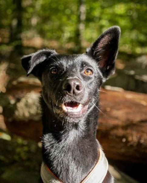 Schoko: zuckersüßer Schlankmacher (in D)