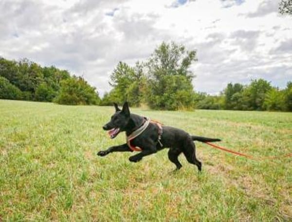 Schoko: zuckersüßer Schlankmacher (in D)