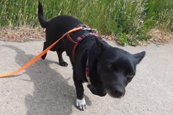 Buba- wartet in 31655 Stadthagen