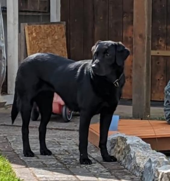 Sara, sportliche Labrador - Mix Hündin